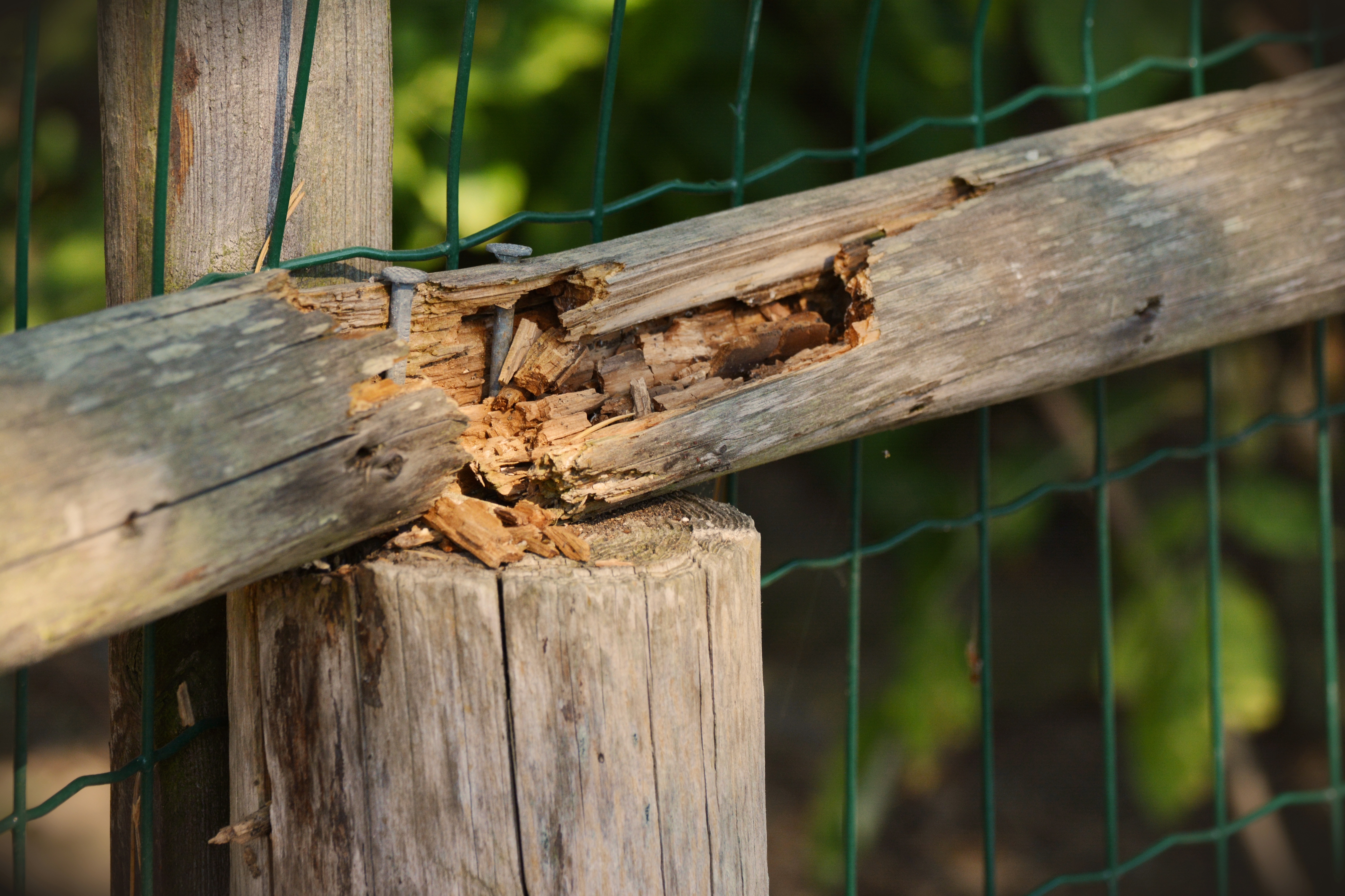 wood-repair